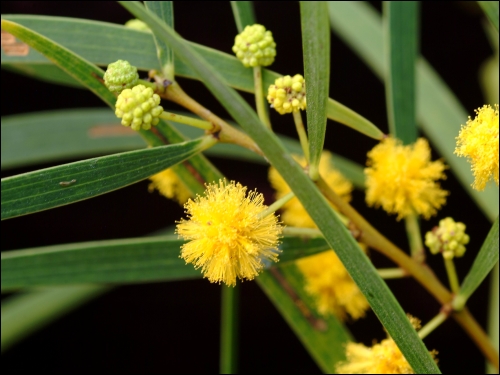 台灣相思樹 Taiwan Acacia